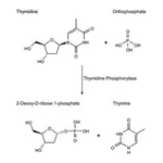 Merck Thymidine Phosphorylase, recombinant from Escherichia coli