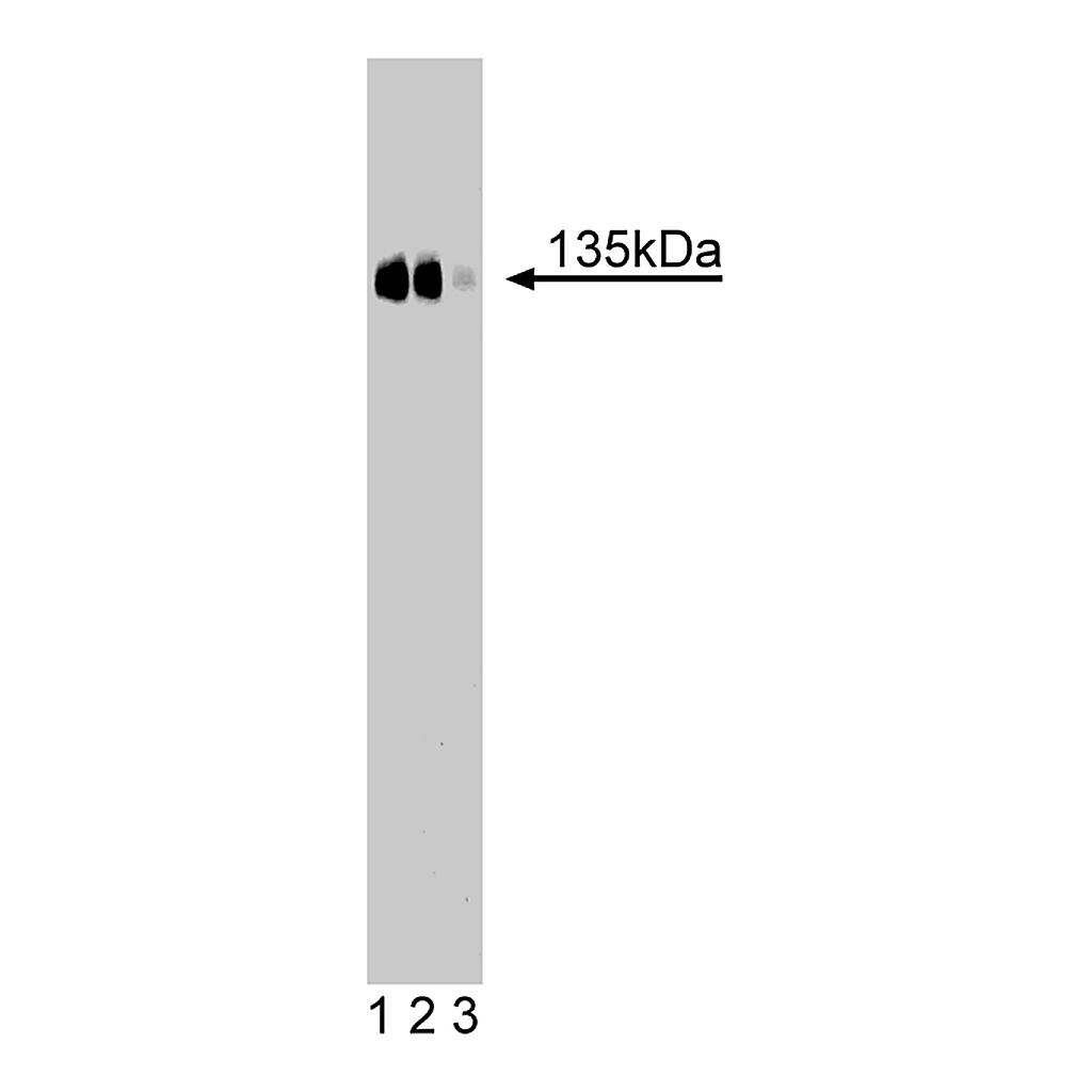 BD Purified Mouse Anti-CD49c