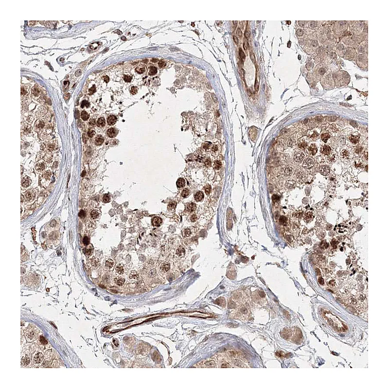 Atlas Antibodies Anti-KIF20A Antibody