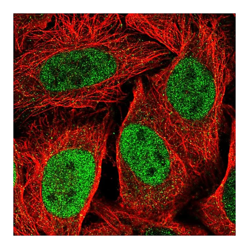 Atlas Antibodies Anti-KIF23 Antibody