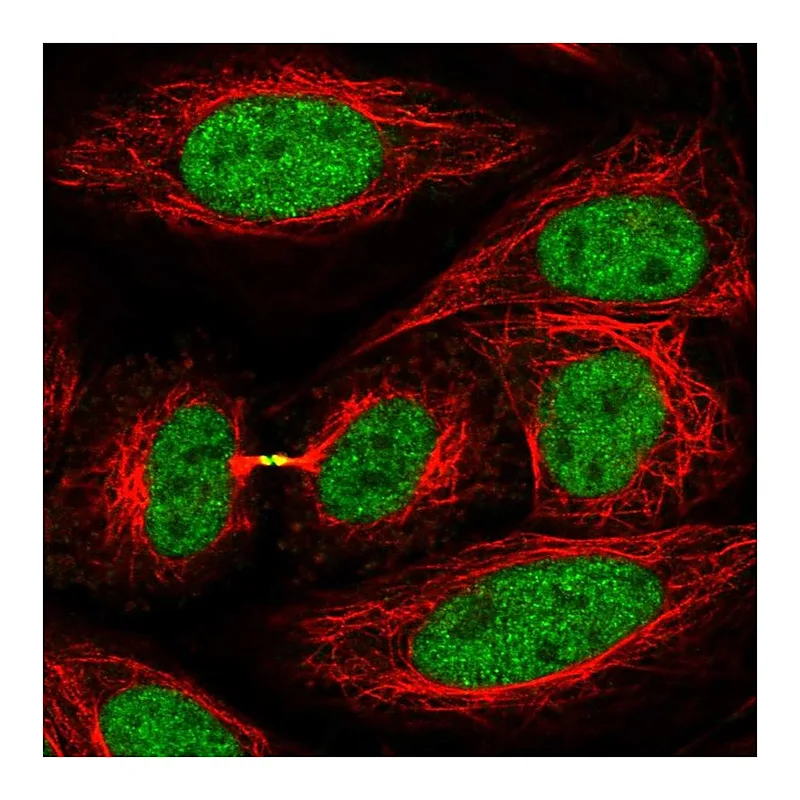 Atlas Antibodies Anti-KIF4A Antibody