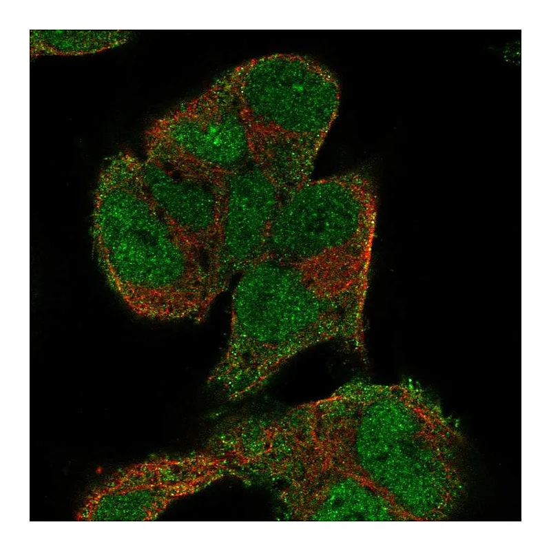 Atlas Antibodies Anti-KIF5A Antibody