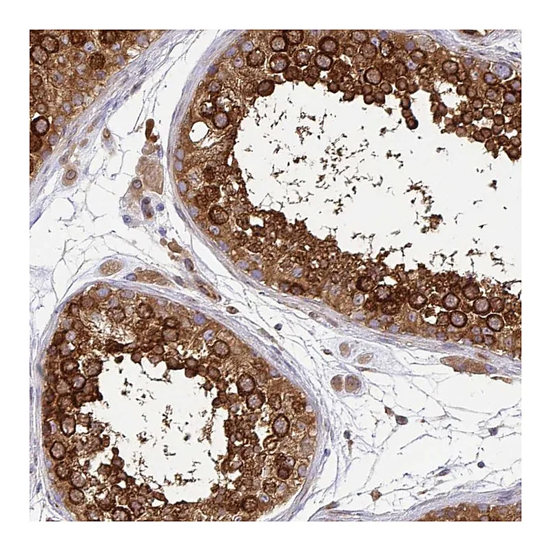 Atlas Antibodies Anti-KIF5B Antibody