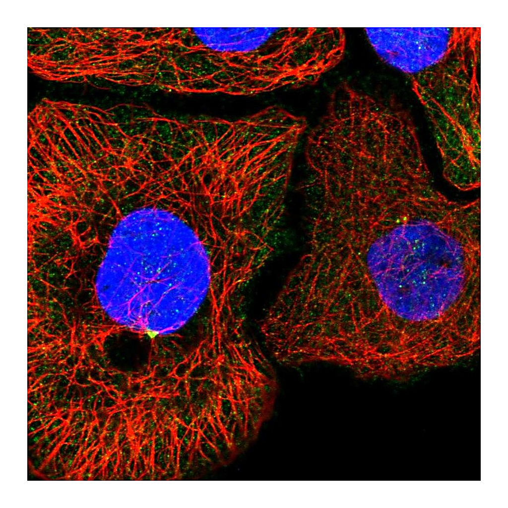 Atlas Antibodies Anti-KIF6 Antibody