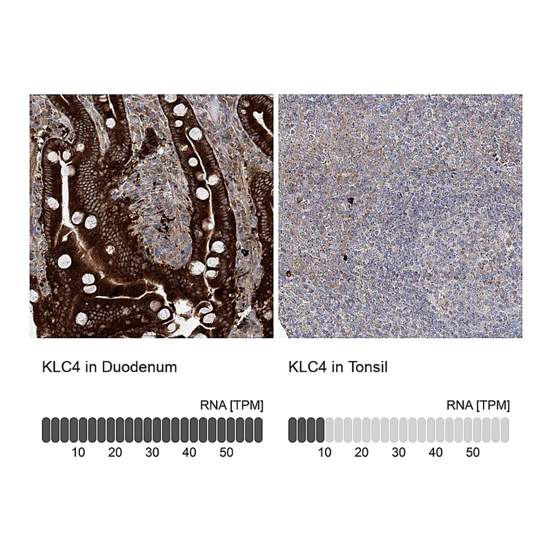 Atlas Antibodies Anti-KLC4 Antibody