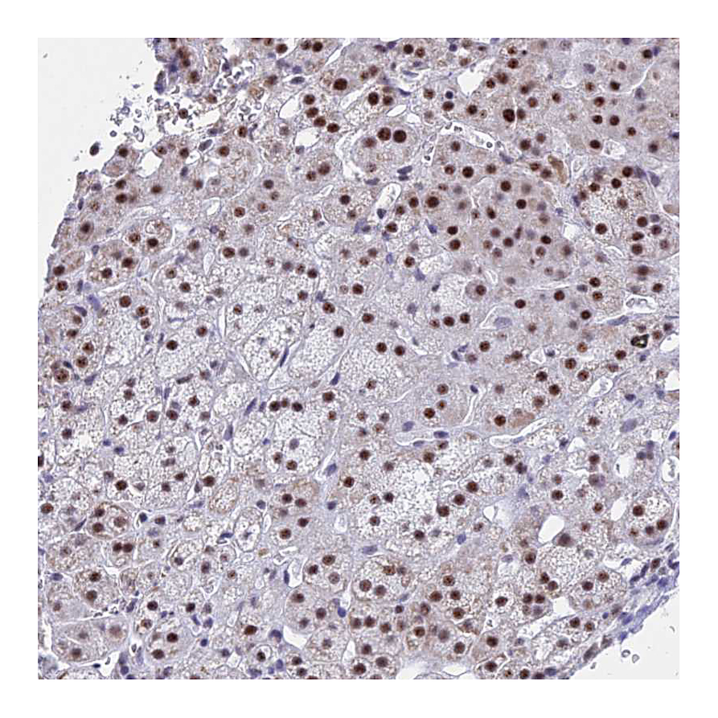 Atlas Antibodies Anti-KLF14 Antibody