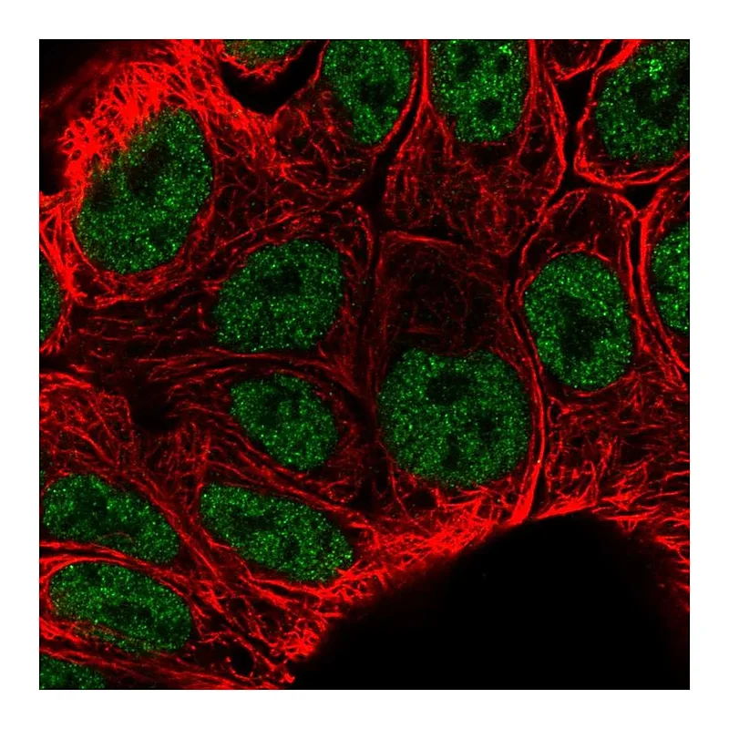Atlas Antibodies Anti-KLF3 Antibody