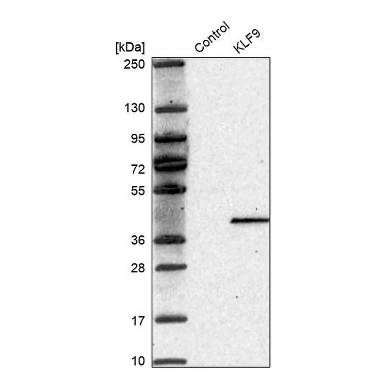 Atlas Antibodies Anti-KLF9 Antibody