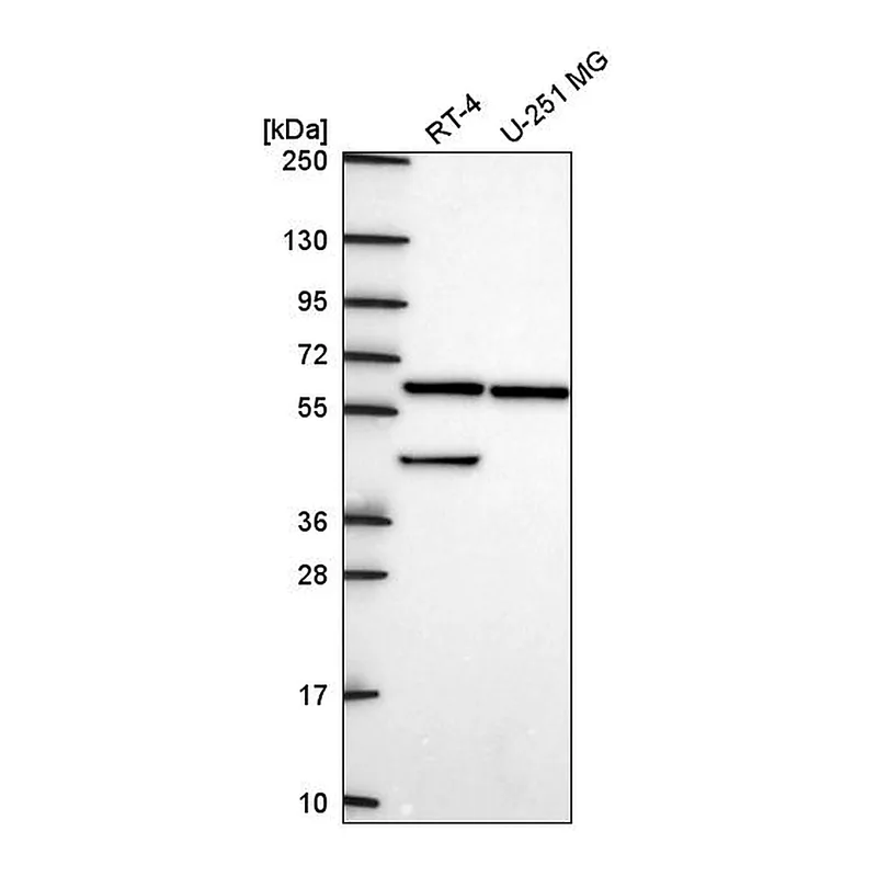 Atlas Antibodies Anti-KLHL12 Antibody