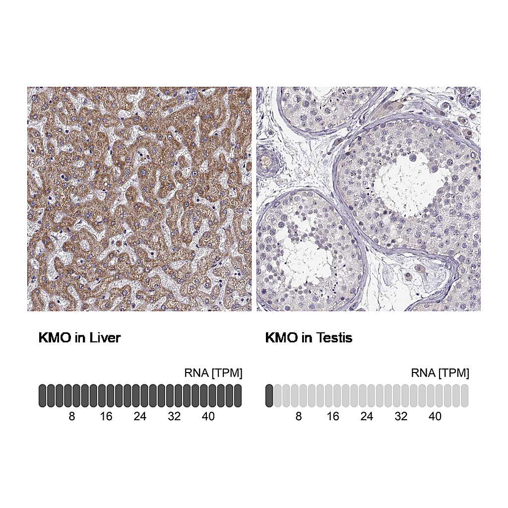Atlas Antibodies Anti-KMO Antibody
