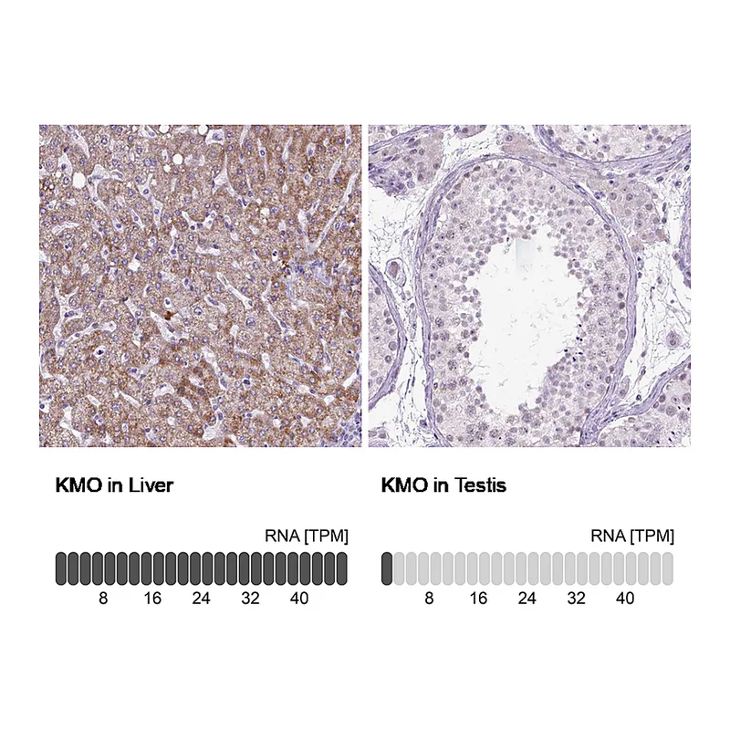 Atlas Antibodies Anti-KMO Antibody