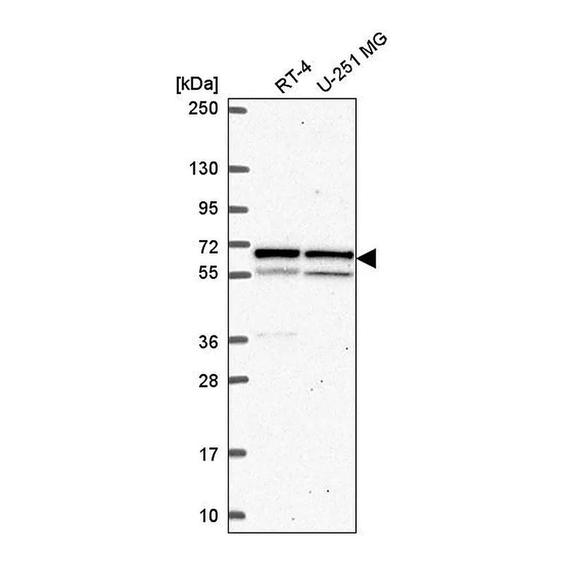 Atlas Antibodies Anti-KPNA1 Antibody