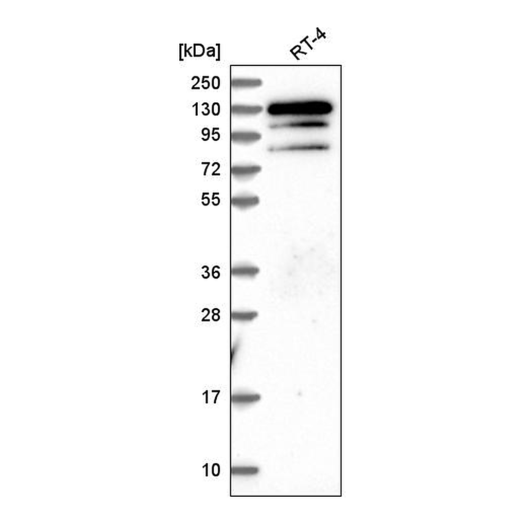 Atlas Antibodies Anti-KRBA1 Antibody