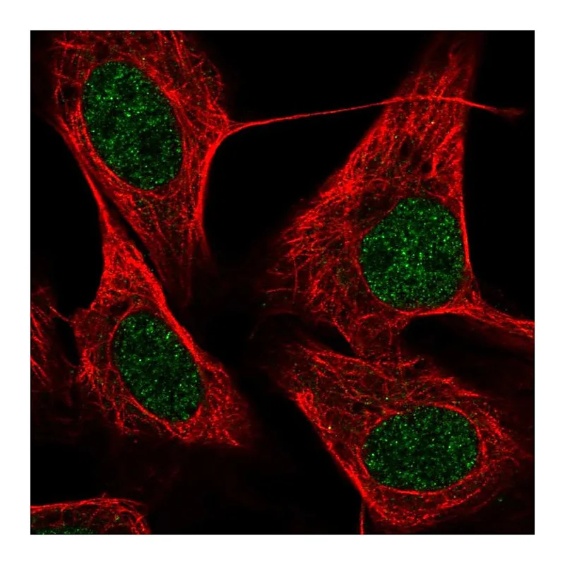 Atlas Antibodies Anti-KRBOX4 Antibody