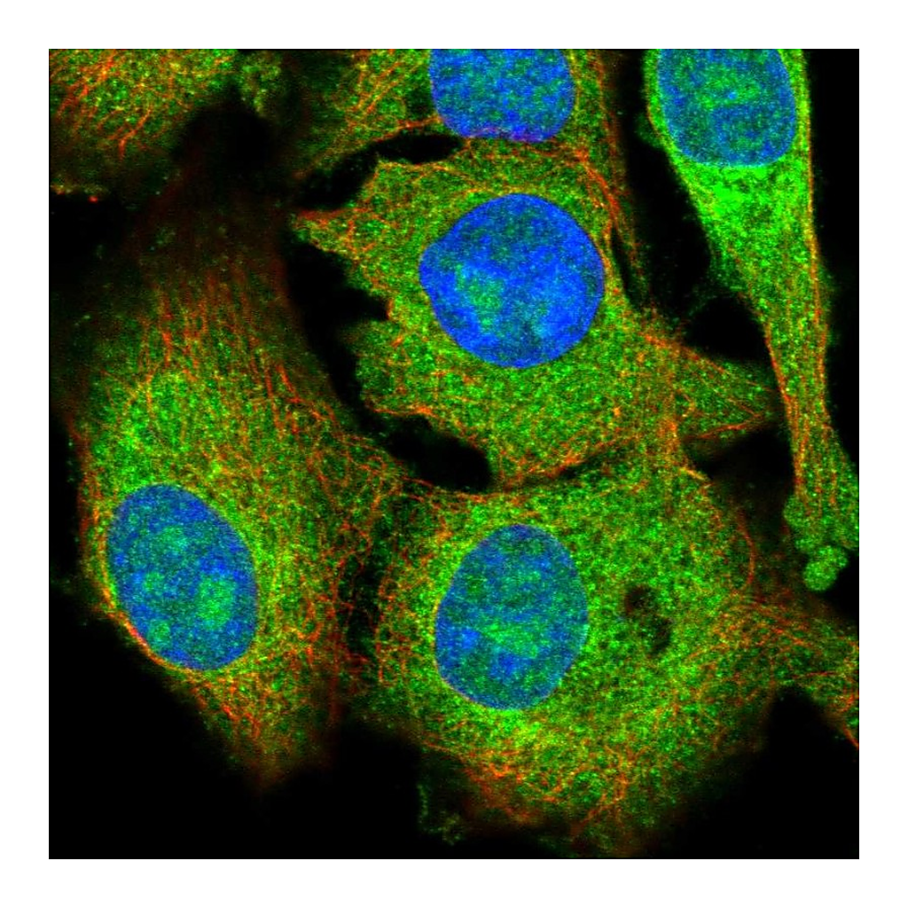 Atlas Antibodies Anti-KRCC1 Antibody
