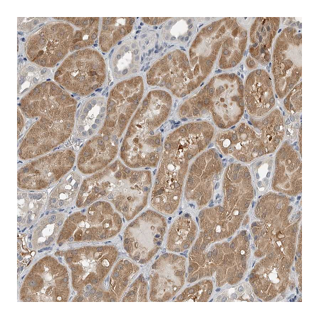 Atlas Antibodies Anti-KYAT1 Antibody