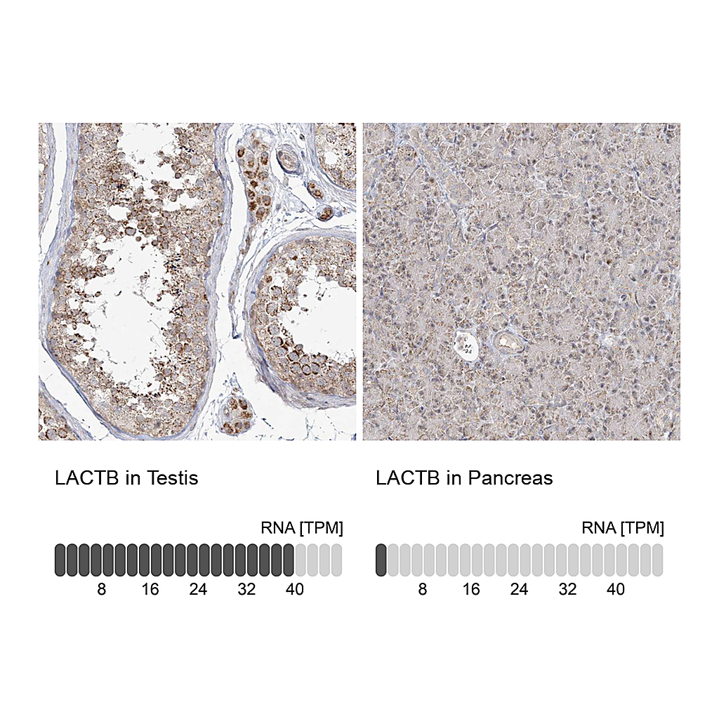 Atlas Antibodies Anti-LACTB Antibody