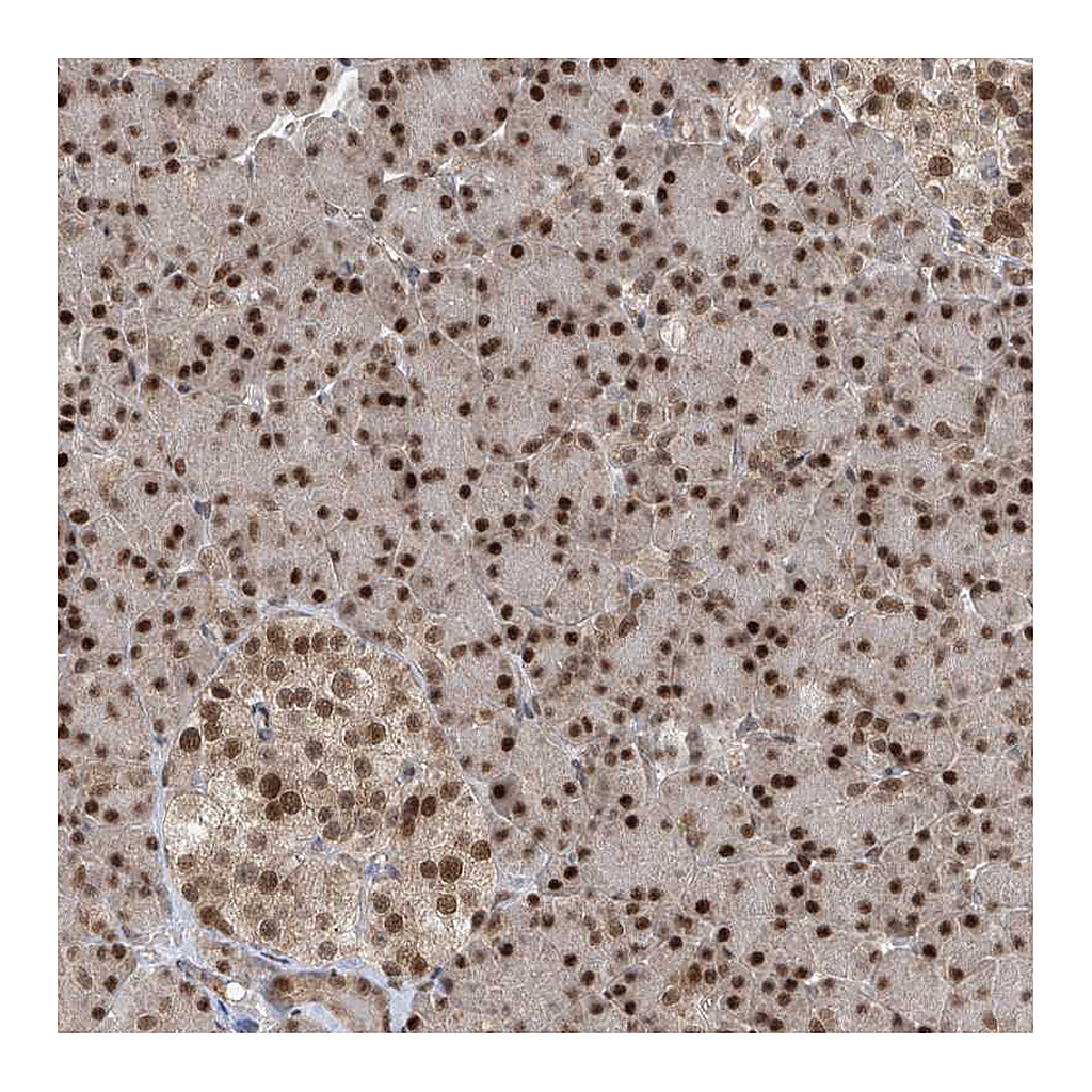 Atlas Antibodies Anti-LAGE3 Antibody
