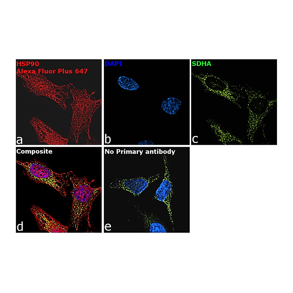 Thermo Fisher Scientific Goat anti-Rabbit IgG (Heavy chain) Superclonal Secondary Antibody, Alexa Fluor Plus 647