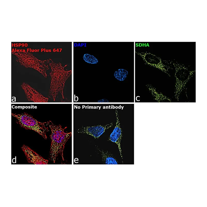 Thermo Fisher Scientific Goat anti-Rabbit IgG (Heavy chain) Superclonal Secondary Antibody, Alexa Fluor Plus 647