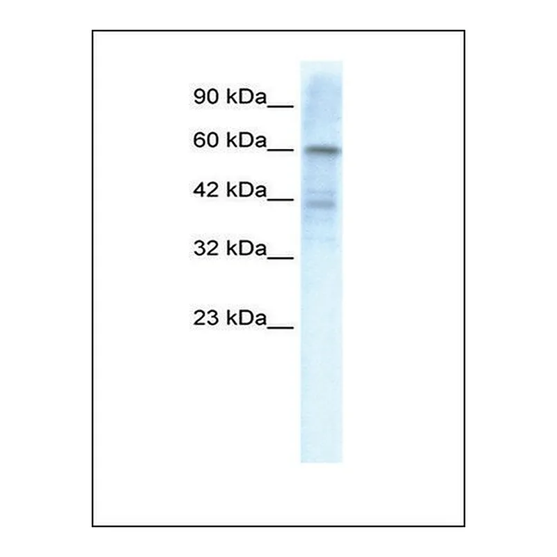 Merck Anti-KCND3 antibody produced in rabbit