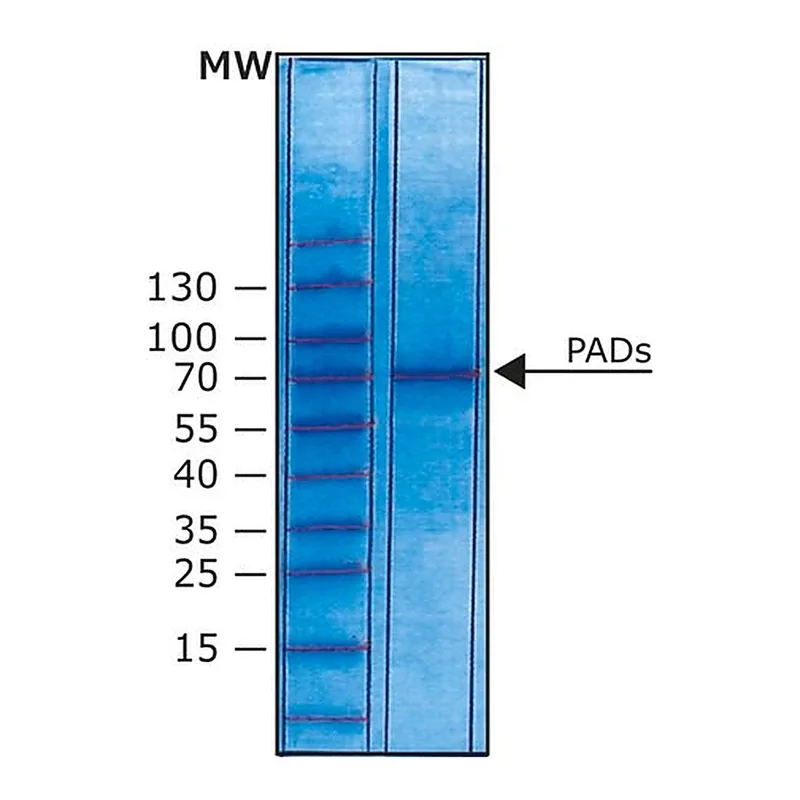 Merck Peptidyl Arginine Deiminase Type 4