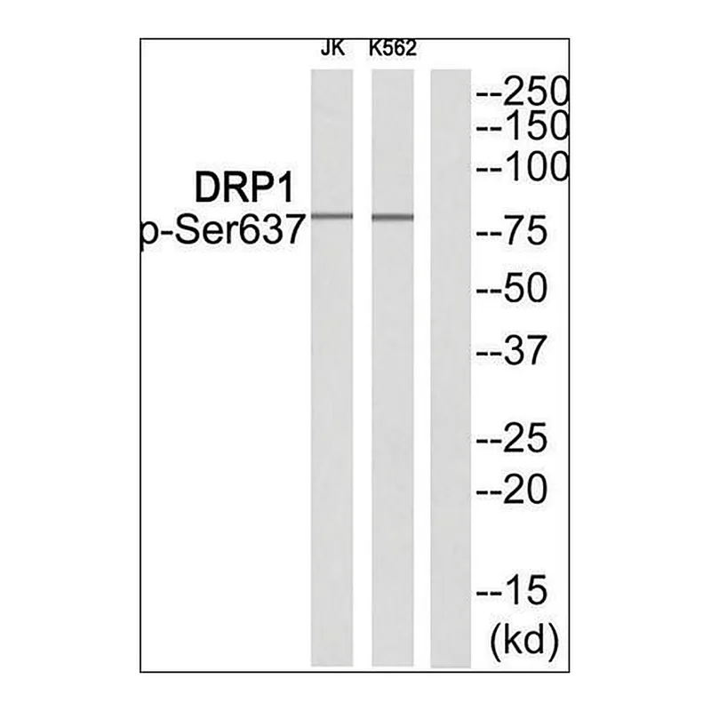 Merck Anti-phospho-DRP1 (pSer637) antibody produced in rabbit