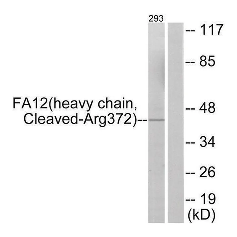 Merck Anti-FA12 (heavy chain, Cleaved-Arg372) antibody produced in rabbit