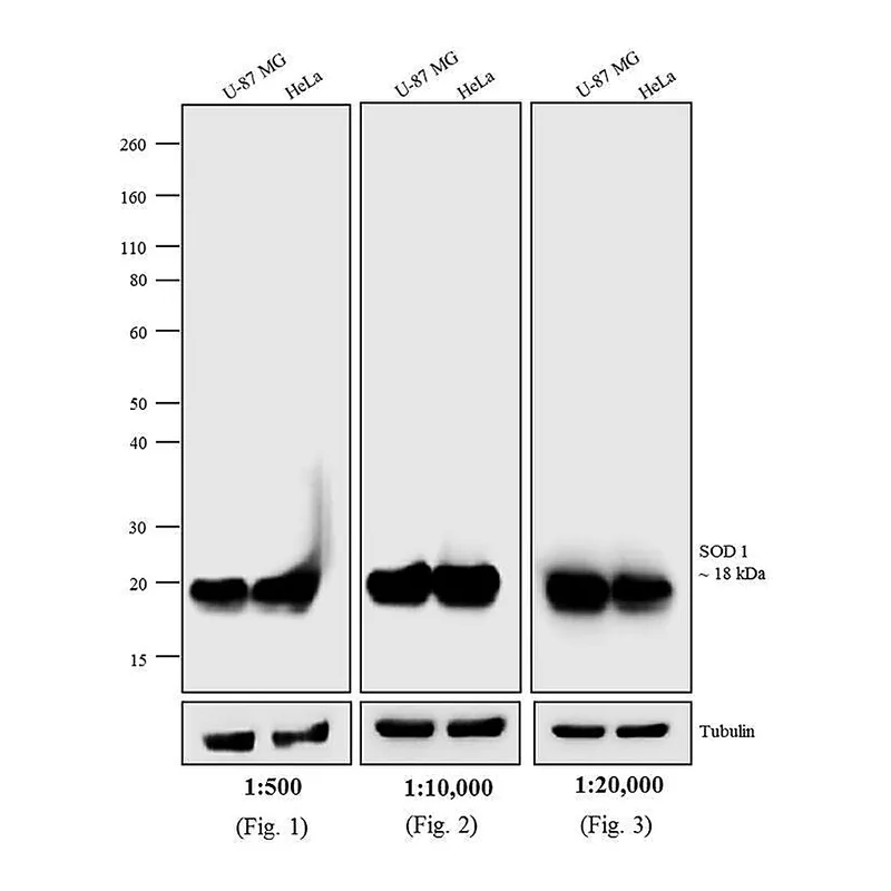 Thermo Fisher Scientific F(ab`)2-Goat anti-Mouse IgG (H+L) Secondary Antibody, AP