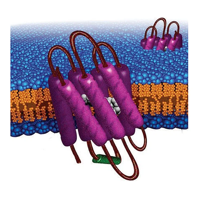 Merck Bacteriorhodopsin from Halobacterium salinarum