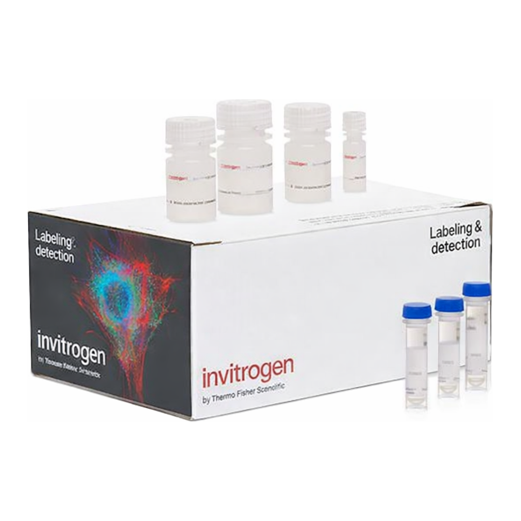 Thermo Fisher Scientific Click-iT EdU Cell Proliferation Kit for Imaging, Alexa Fluor 555 dye