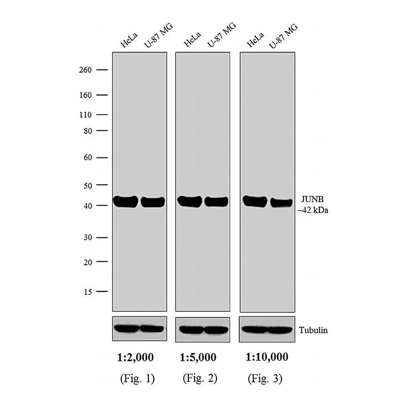 Thermo Fisher Scientific Sheep anti-Rabbit IgG (H+L) Secondary Antibody, HRP