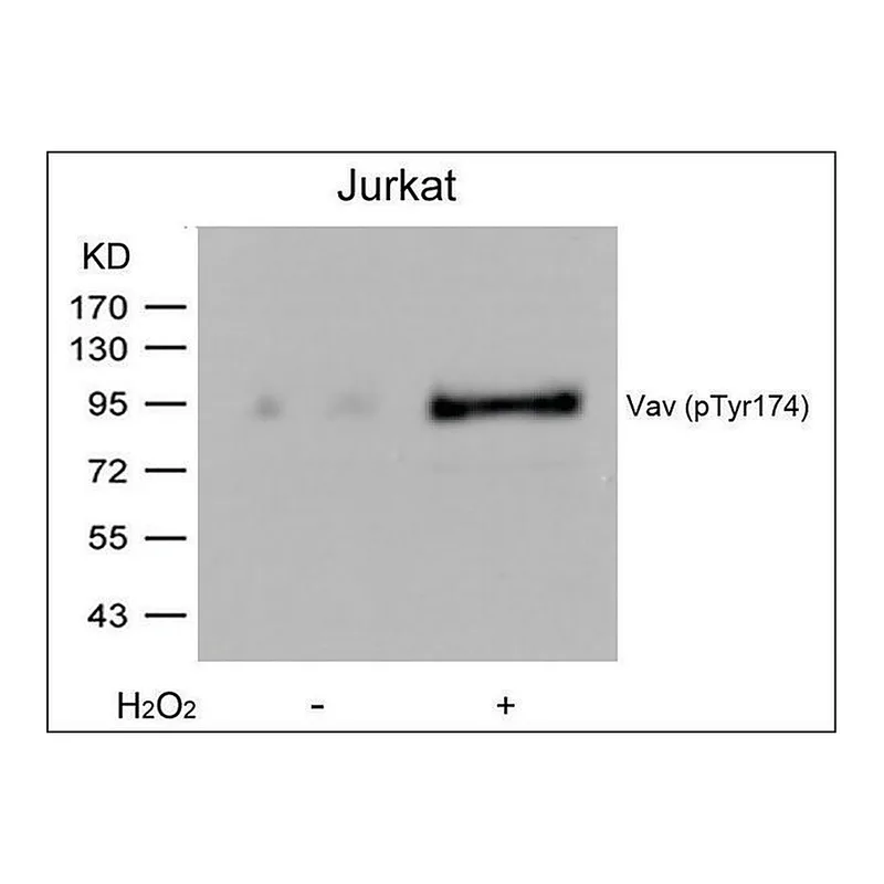 Merck Anti-phospho-VAV1 (pTyr174) antibody produced in rabbit
