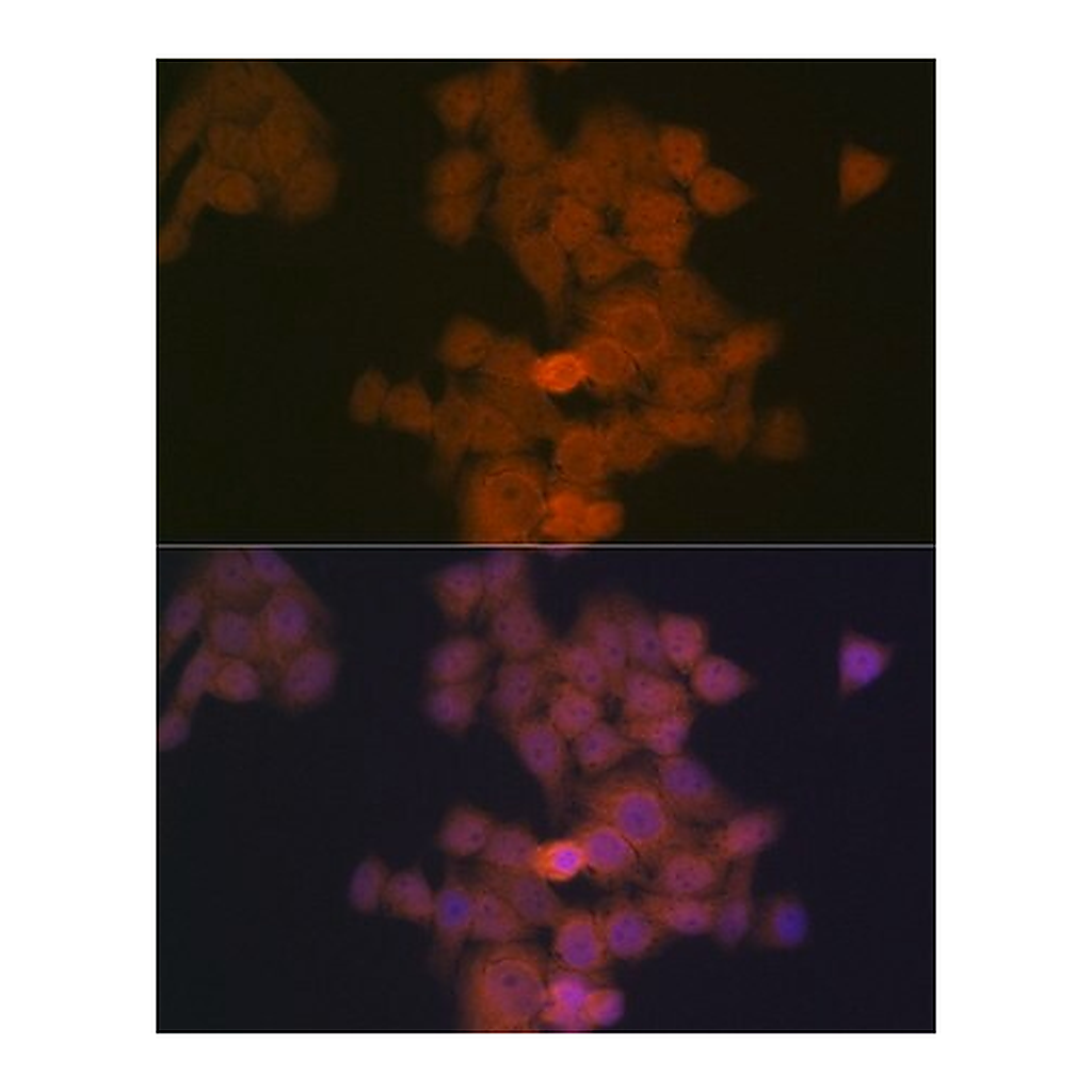 Merck Anti-PFDN5 antibody produced in rabbit