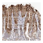Atlas Antibodies Anti-ZYG11A Antibody