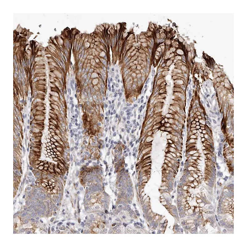 Atlas Antibodies Anti-ZYG11A Antibody