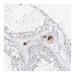 Atlas Antibodies Anti-ZZEF1 Antibody
