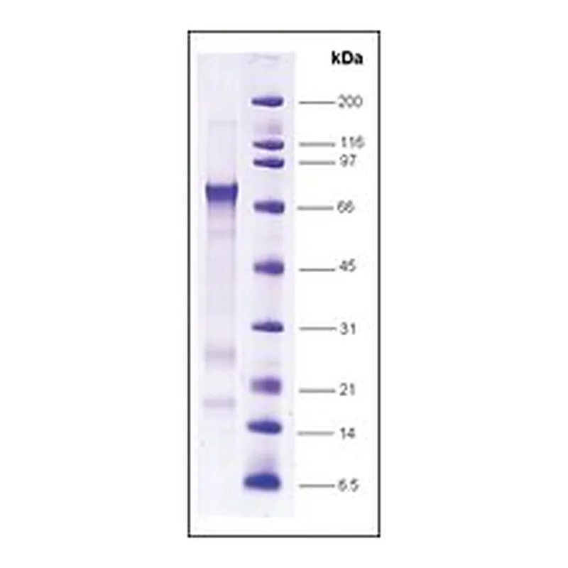 Merck MDM2, HIS TAGGED HUMAN