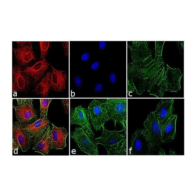 Thermo Fisher Scientific Donkey anti-Rat IgG (H+L) Cross-Adsorbed Secondary Antibody, DyLight 650