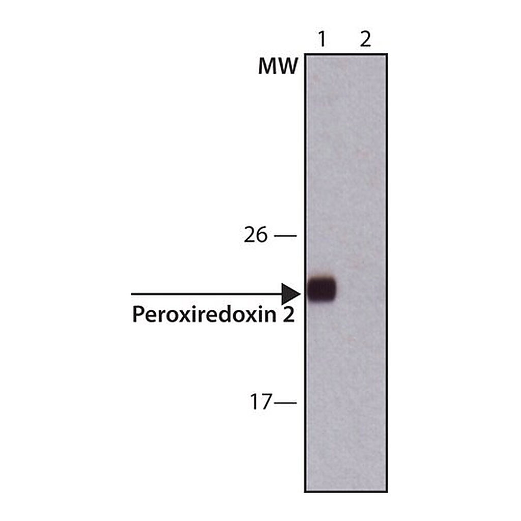 Merck Anti-Peroxiredoxin 2 (C-terminal) antibody produced in rabbit