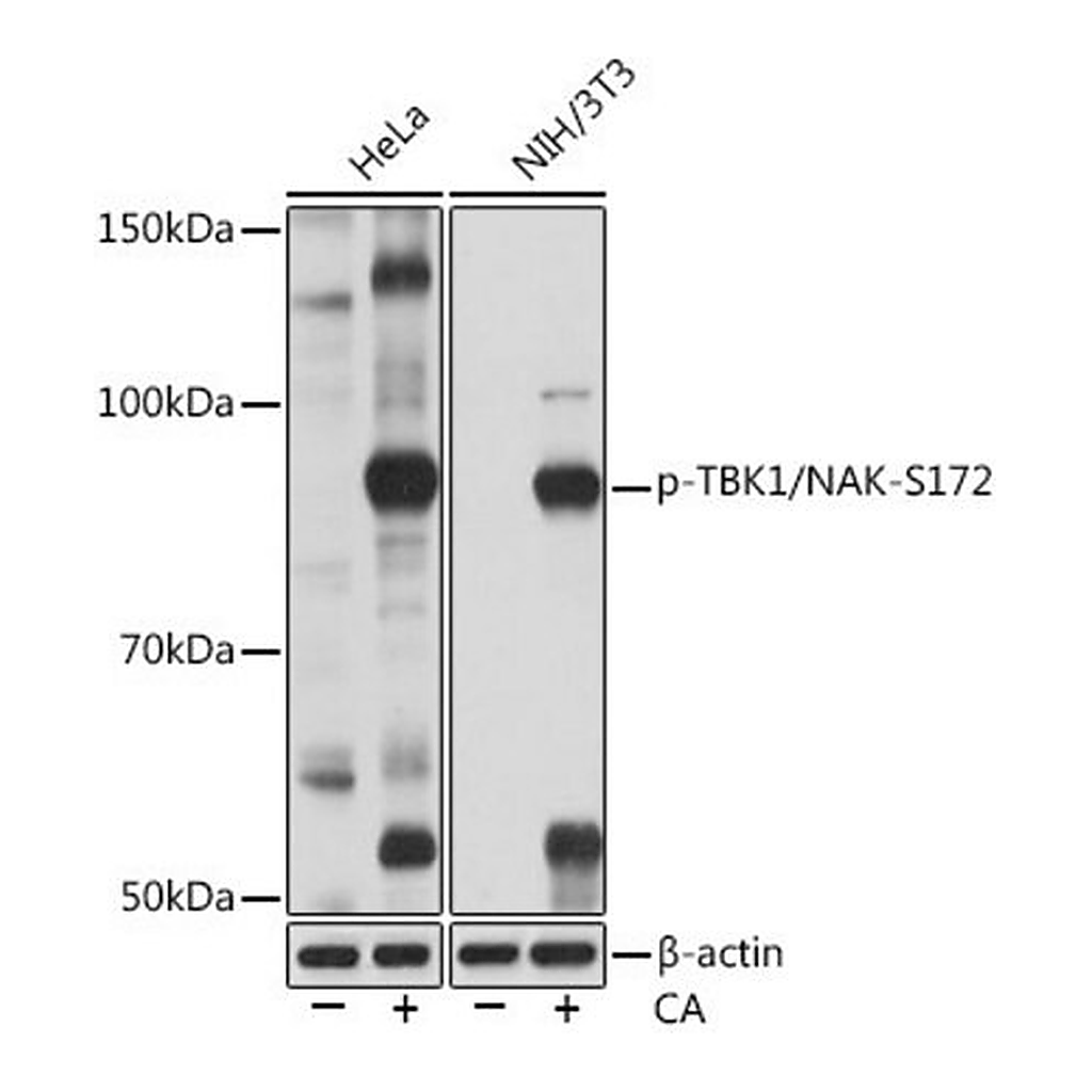 Merck Anti-Phospho-TBK1/NAK-S172 antibody produced in rabbit