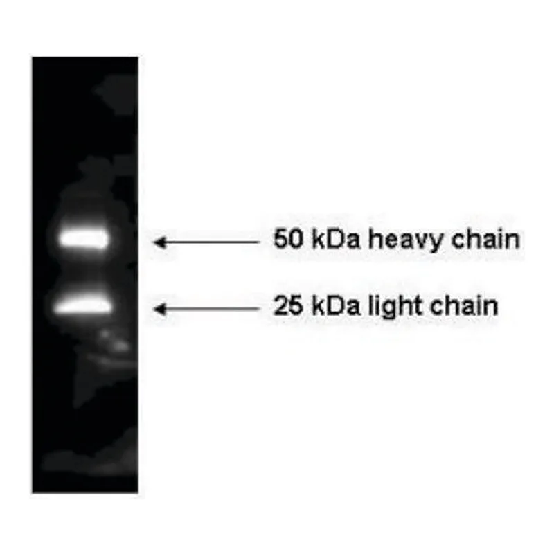 Merck Anti-Mouse IgG (H+L)-Peroxidase antibody produced in rabbit