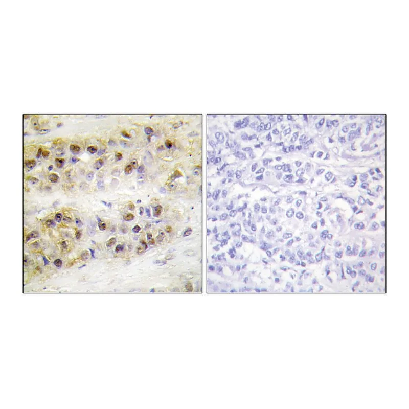 Merck Anti-RORA, N-Terminal antibody produced in rabbit