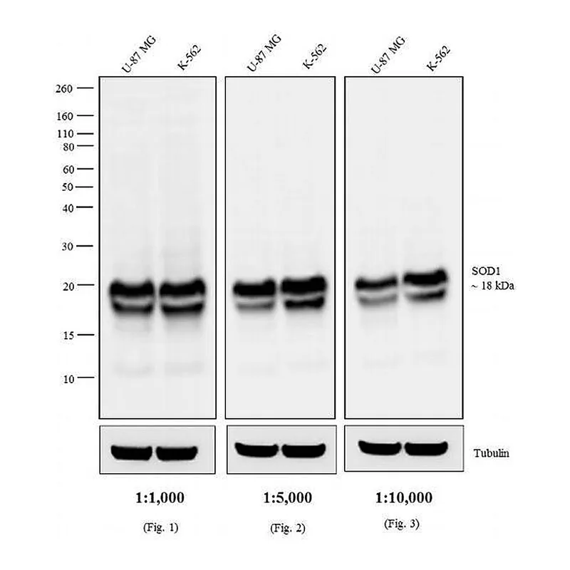 Thermo Fisher Scientific Chicken anti-Mouse IgG Fab Secondary Antibody, HRP