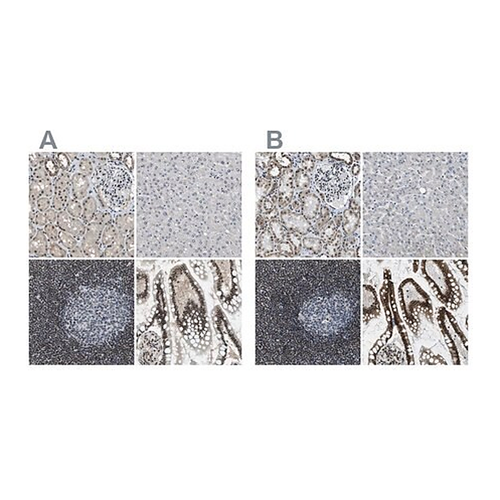 Merck Anti-SP100 antibody produced in rabbit