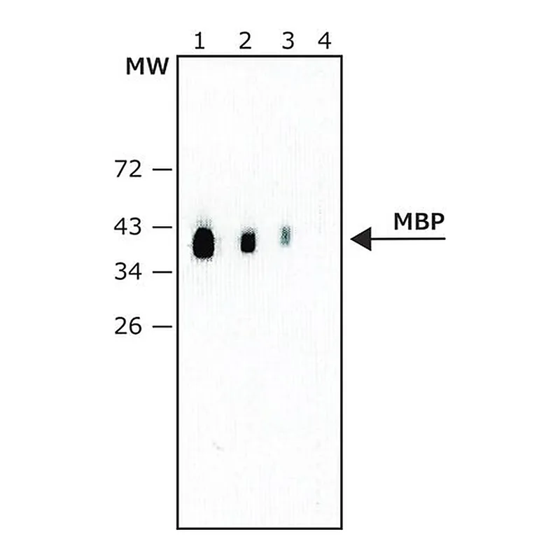 Merck Monoclonal Anti-Maltose Binding Protein (MBP) antibody produced in rat