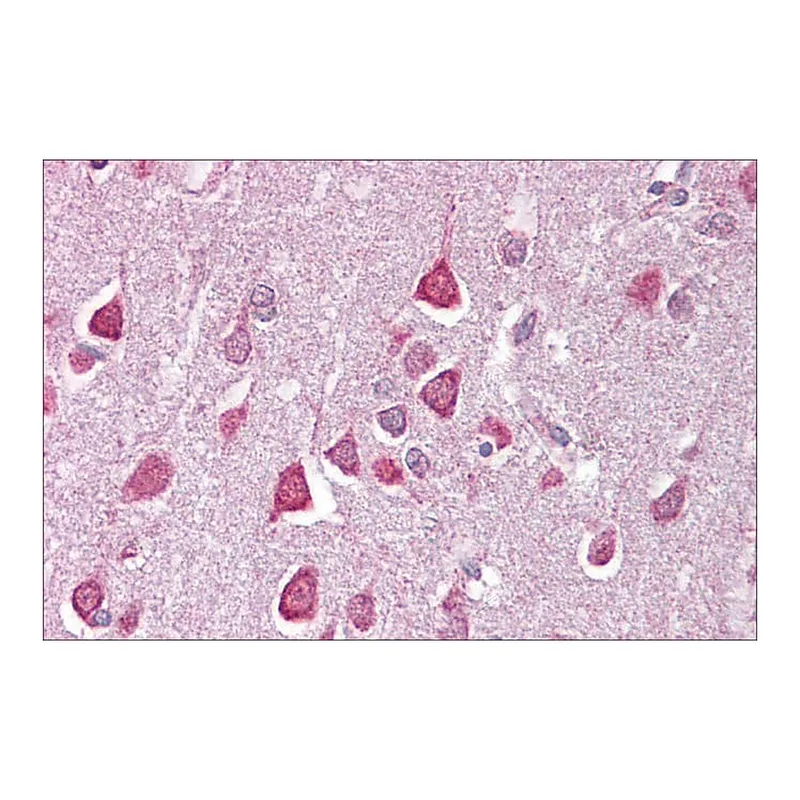 Merck Anti-CACNA1G antibody produced in rabbit
