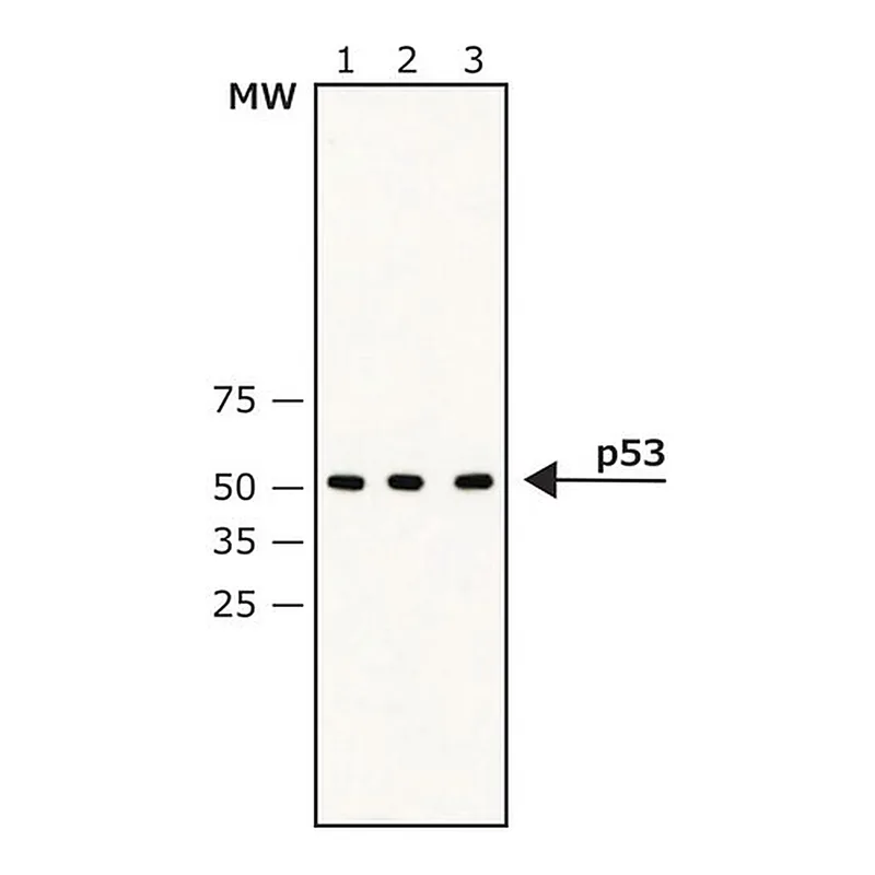 Merck Anti-p53 antibody, Mouse monoclonal