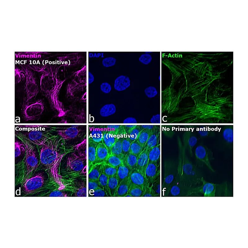 Thermo Fisher Scientific Goat anti-Mouse IgM (Heavy chain) Secondary Antibody, Alexa Fluor 647