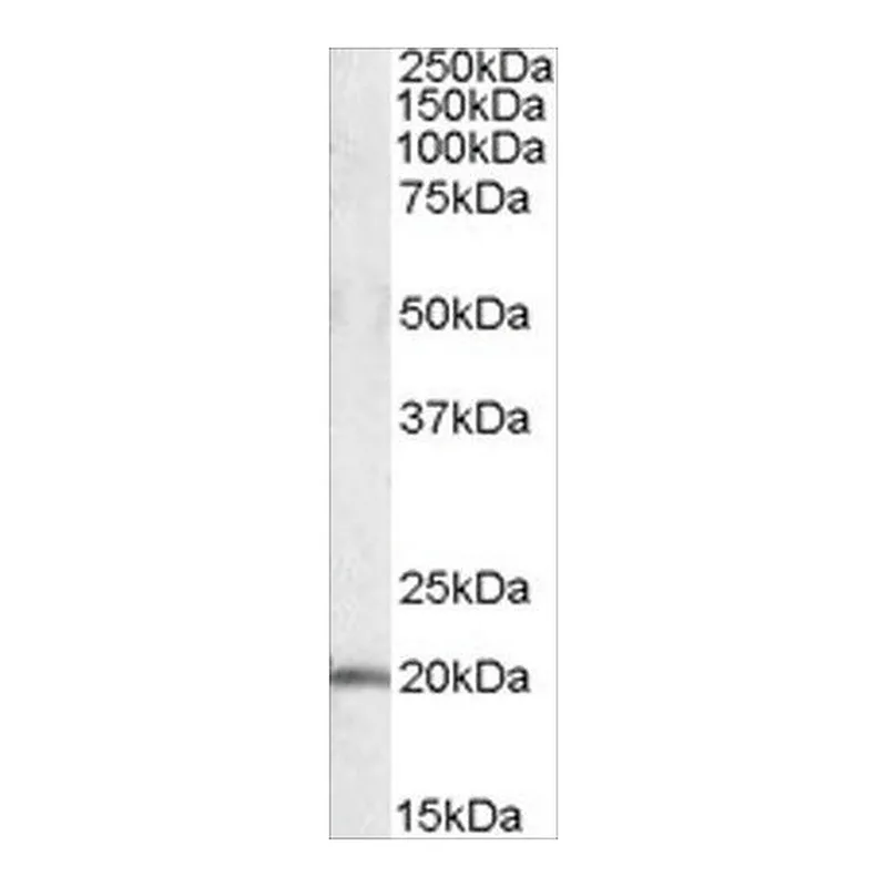 Merck Anti-U2AF1L4 antibody produced in goat